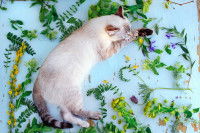 Un chat allongé au milieu de fleurs et plantes