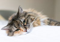 Un chat malade allongé sur un lit