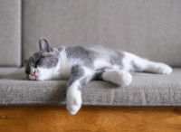 Un chat gris et blanc fatigué allongé sur un canapé