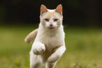 Un chat en bonne santé court dans le jardin