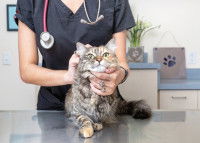 Une femme vétérinaire tient un chat dans ses mains