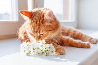Un chat roux allongé à coté d'un bouquet de fleurs blanches
