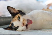 Un chat tricolore empoisonné