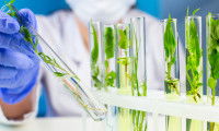 Une laborantine étudie des plantes dans des tubes à essais