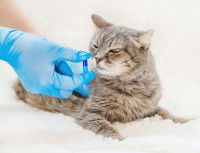 Un vétérinaire donne une gélule à un chat
