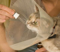 Un homme donne un médicament à son chat avec une pipette