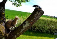 Un chat et une pie se font face sur une branche d'arbre