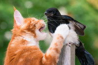 Un Maine Coon roux attaque une pie