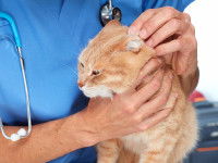 Le diagnostic de la piroplasmose chez le chat