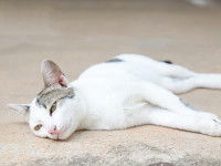 Les symptômes de la piroplasmose chez le chat