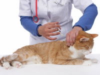 Le traitement de la piroplasmose chez le chat