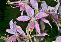 Un plant de fraxinelle avec de grandes fleurs roses