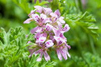 Vue proche de fleurs de pelargonium citron