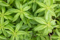 Des feuilles de verveine odorante vues du dessus
