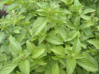 Des plants de basilic citron
