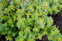 Des branches de thym citron vues dessus