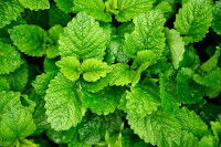 Des plants de mélisse vus de dessus