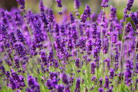 Des fleurs de lavande