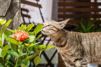 Un chat tigré renifle une plante dangereuse avec prudence