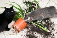 Deux chats ont fait tomber une plante verte par terre