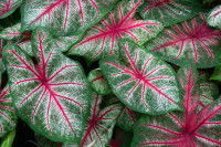Des feuilles de caladium vertes et rouges