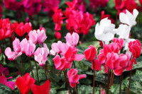 Des cyclamens en fleurs rouges, roses et blancs