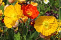 Des fleurs de pavot jaunes et rouges dans un champ
