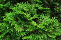 Des branches de thuya