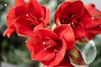 Vue proche d'amaryllis en fleur