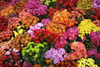 Des chrysanthèmes de toutes les couleurs