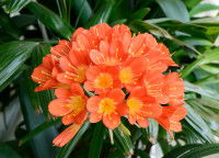 Des fleurs de clivia orange