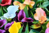 Des fleurs de calla de toutes les couleurs