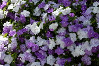 Une floraison de brunfelsia dans un parc