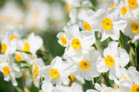 Un champ rempli de narcisses