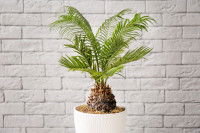 Le cycas