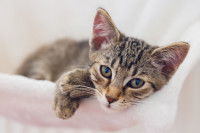 Un petit chaton fatigué allongé sur un canapé