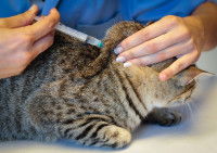 Chat gris tabby vacciné par une vétérinaire