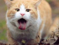 Chat blanc et beige qui ouvre grand sa gueule