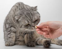 Chat gris assis qui sent un comprimé