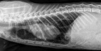 Radio du diaphragme chez un chat