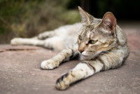 Un chat gris tabby allongé sur le sol en extérieur
