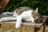 Un chat allongé sur un banc en extérieur