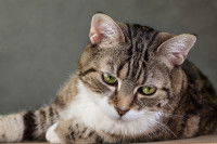 Portrait d'un chat tigré aux yeux verts