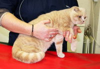 Un Scottish Fold roux en visite chez le vétérinaire