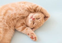 Un chat roux avec un air heureux