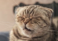 Un chat en train d'éternuer