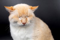 Un chat roux sur le point d'éternuer