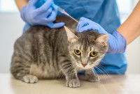 Un vétérinaire fait un vaccin à un jeune chat gris
