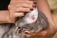 Une femme examine l'oreille de son chat