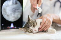 Un vétérinaire examine l'oreille d'un chat avec un otoscope